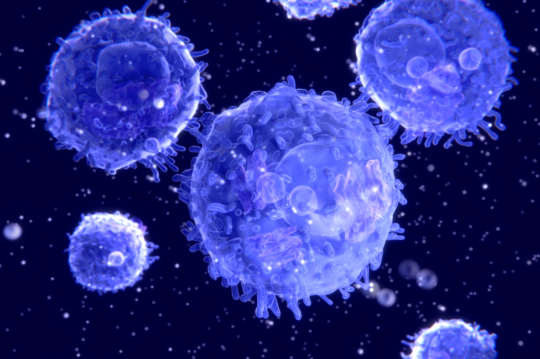 Immune cells