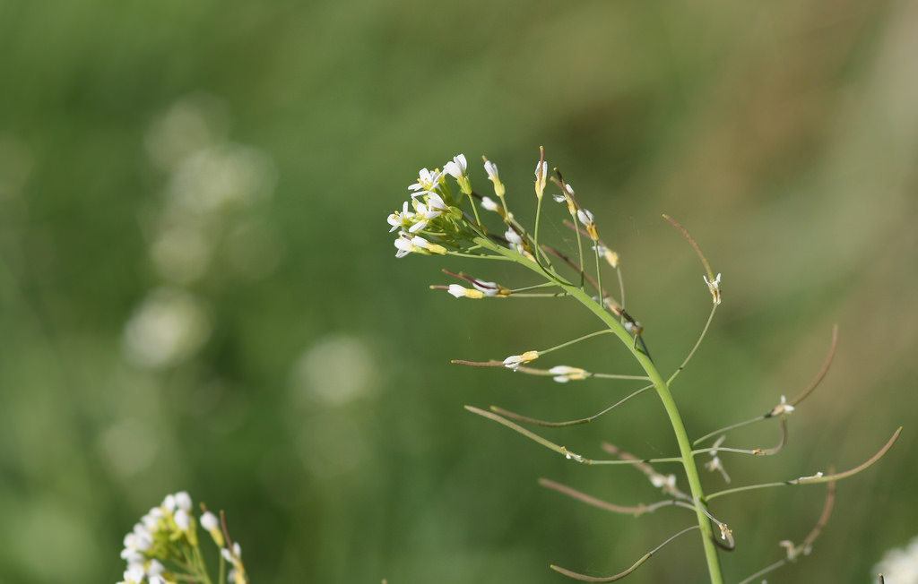 Arabidopsis