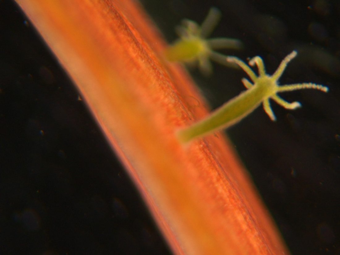 Hydra