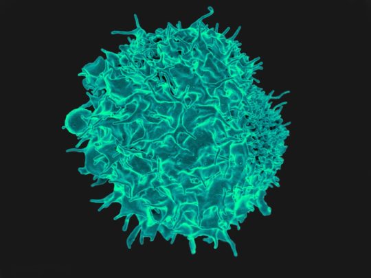 Immune cell