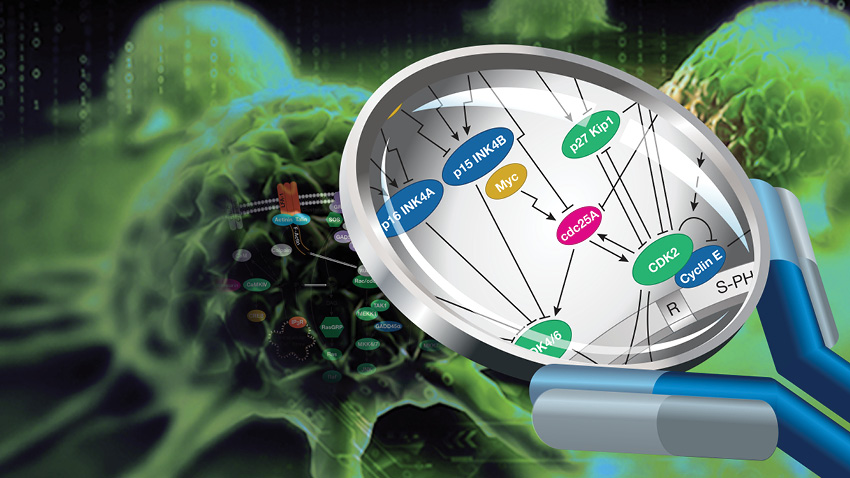 Deciphering the cell cycle webinar