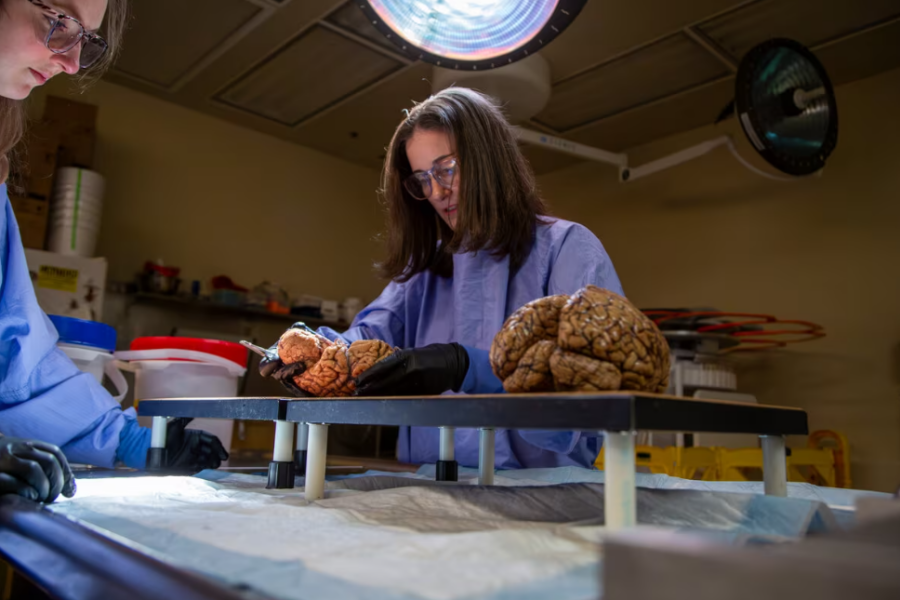 Emily Ragaglia (left) and Caitlin Latimer (right) review human brain tissue that has been donated to support scientific research